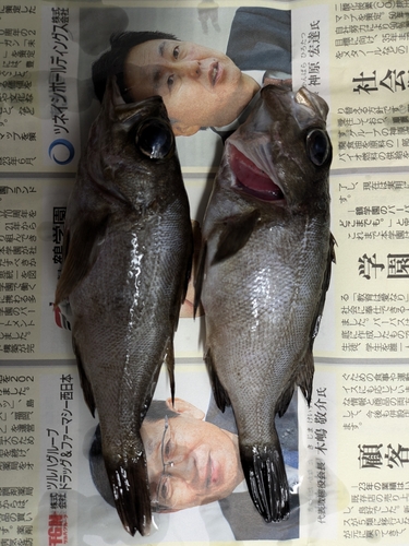 シロメバルの釣果