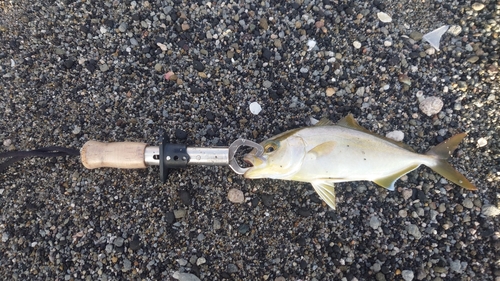 ショゴの釣果