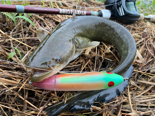 ナマズの釣果