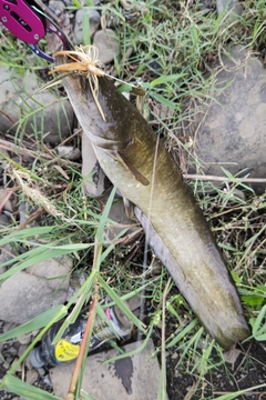 ナマズの釣果