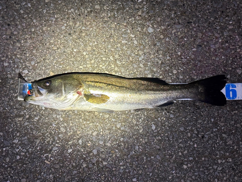 シーバスの釣果