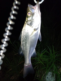 セイゴ（ヒラスズキ）の釣果