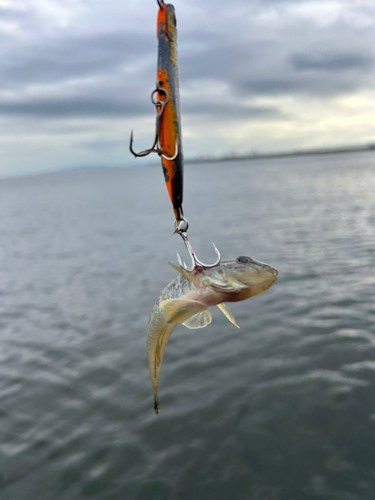 ハゼの釣果