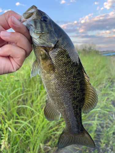 スモールマウスバスの釣果