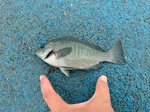 メジナの釣果