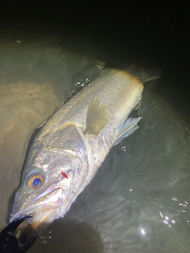 スズキの釣果