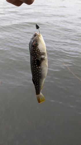 カマスの釣果