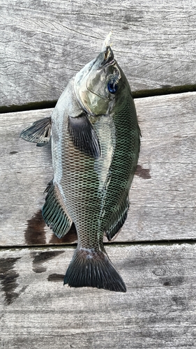 メジナの釣果