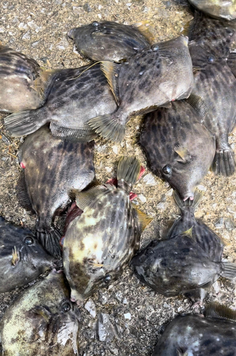 カワハギの釣果