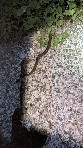 ウナギの釣果