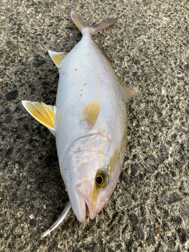 ショゴの釣果