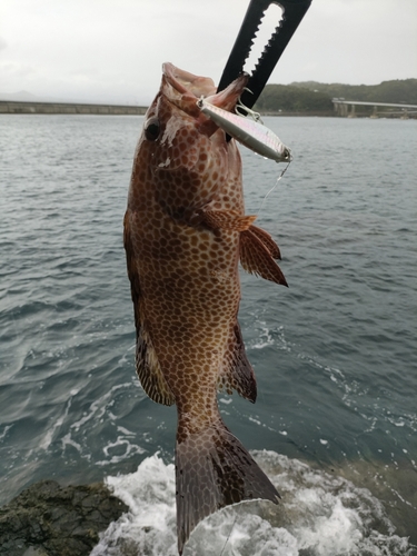 オオモンハタの釣果