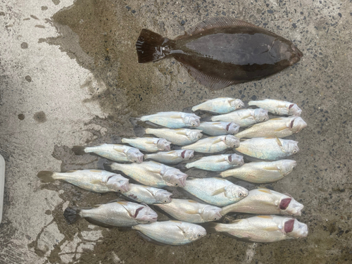 イシモチの釣果