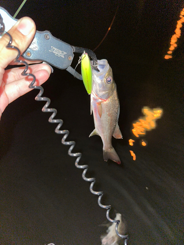 シーバスの釣果