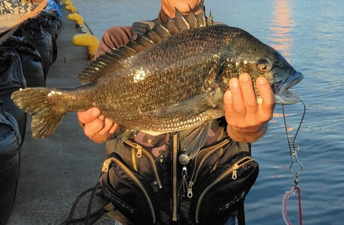 チヌの釣果