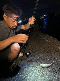 コノシロの釣果