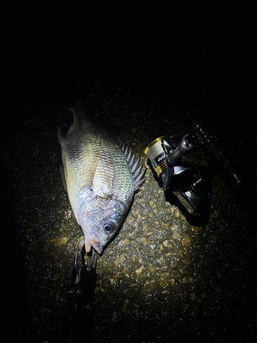 キビレの釣果