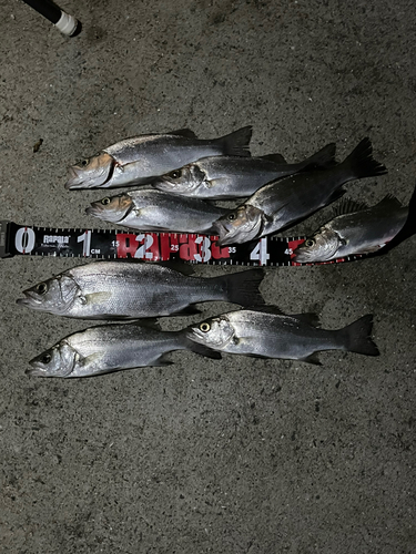 セイゴ（ヒラスズキ）の釣果