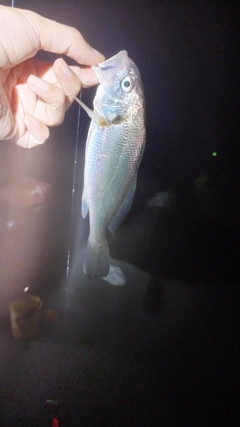 イシモチの釣果