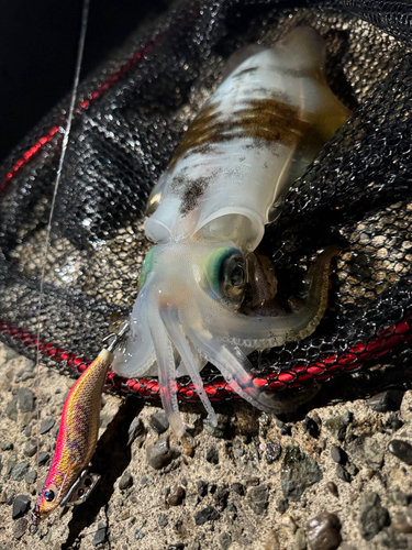 アオリイカの釣果