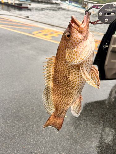 オオモンハタの釣果