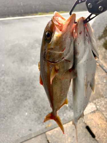 カンパチの釣果