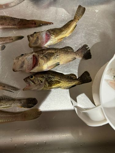 クロソイの釣果