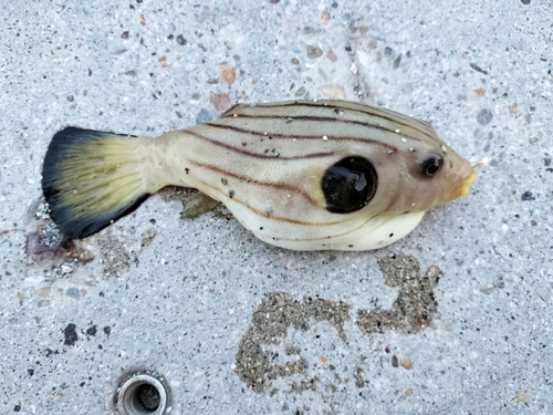 スジモヨウフグの釣果