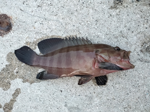 ヤミハタの釣果