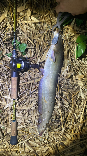 マナマズの釣果