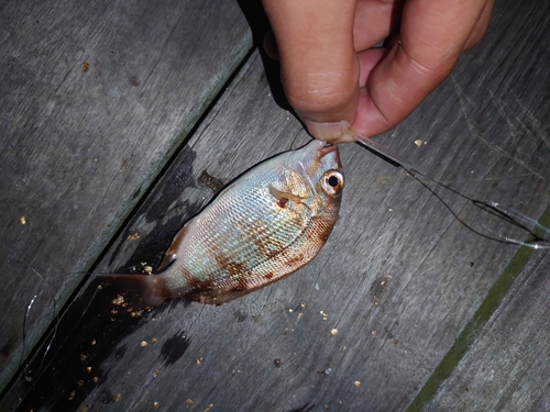 チャリコの釣果