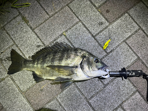 チヌの釣果