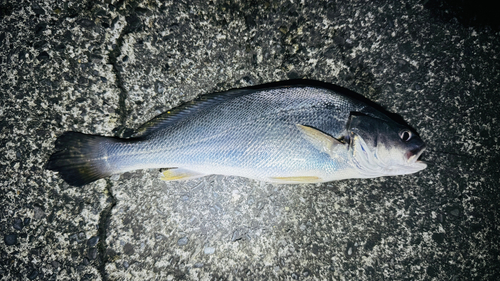 オオモンハタの釣果