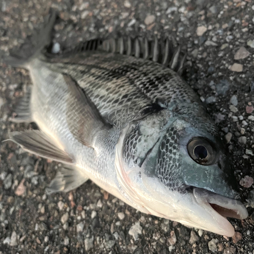 クロダイの釣果