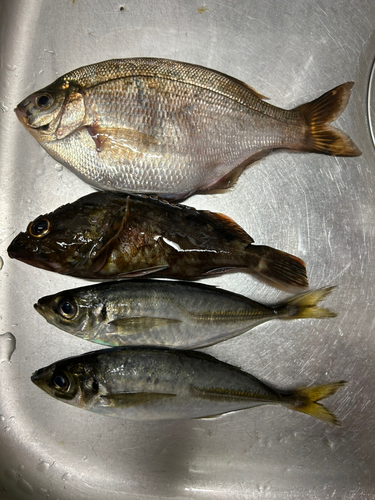 アジの釣果