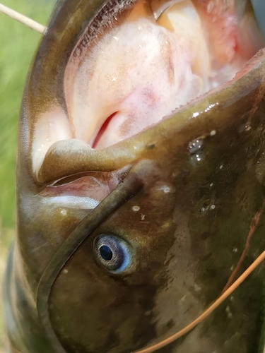 ナマズの釣果