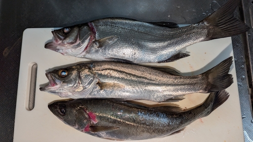 フッコ（ヒラスズキ）の釣果