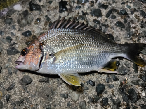 キビレの釣果