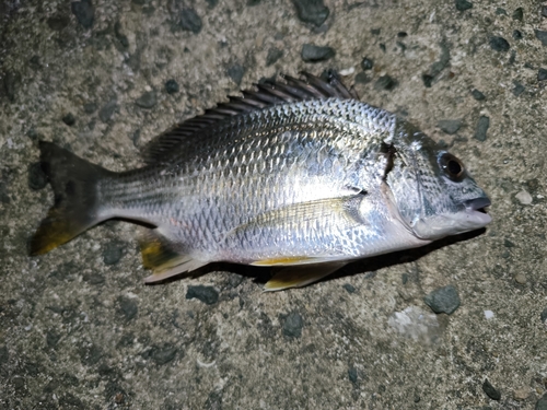 キビレの釣果