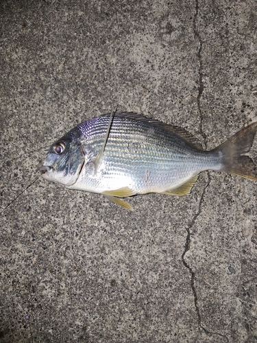 ヘダイの釣果