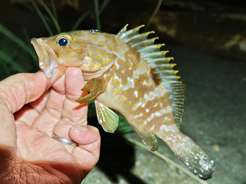 アコウの釣果