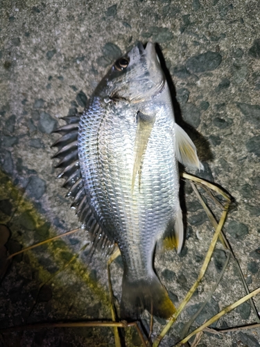 キビレの釣果