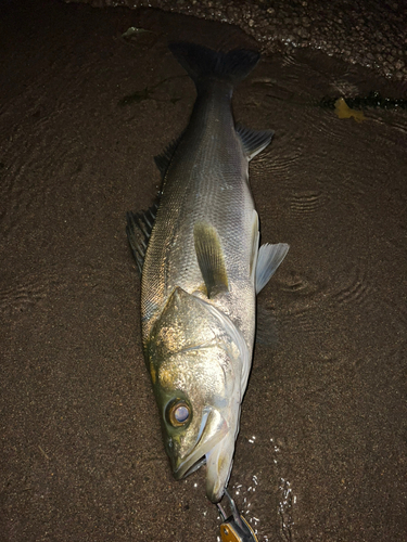 マルスズキの釣果