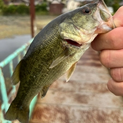 ラージマウスバスの釣果