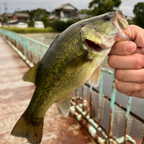 ラージマウスバスの釣果