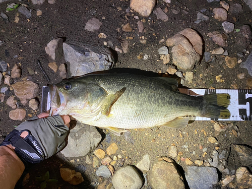 ブラックバスの釣果