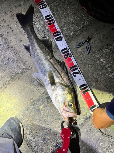 シーバスの釣果