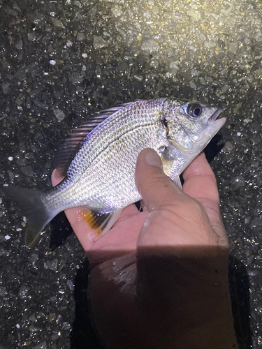 キビレの釣果