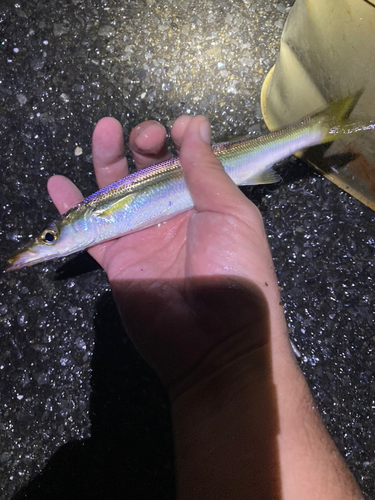 カマスの釣果