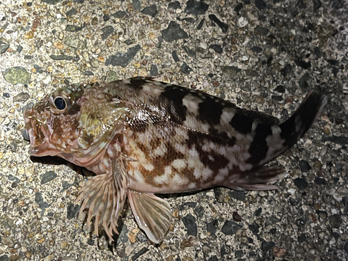 カサゴの釣果